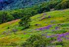 USA-California-Crescent City-Redwoods National Park-Bold Hills Art Print